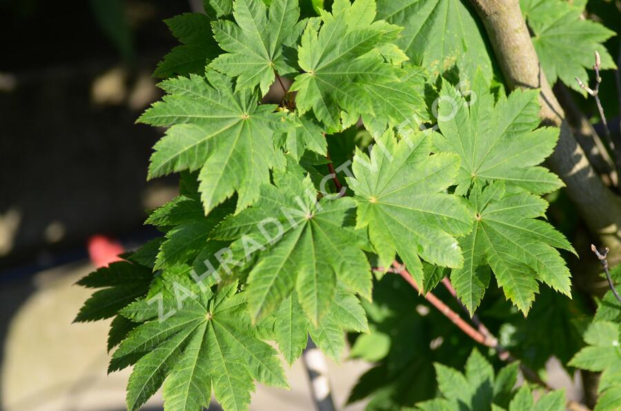 Javor japonský 'Vitifolium' - Acer japonicum 'Vitifolium'