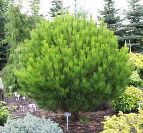 Borovice hustokvětá 'Globosa' - Pinus densiflora 'Globosa'