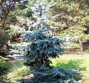 Smrk pichlavý 'Endtz' - Picea pungens 'Endtz'