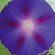 Povíjnice nachová 'Grandpa Ott' - Ipomoea purpurea 'Grandpa Ott'