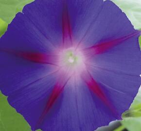 Povíjnice nachová 'Grandpa Ott' - Ipomoea purpurea 'Grandpa Ott'