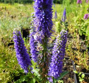 Rozrazil klasnatý 'Ulster Dwarf Blue' - Veronica spicata 'Ulster Dwarf Blue'