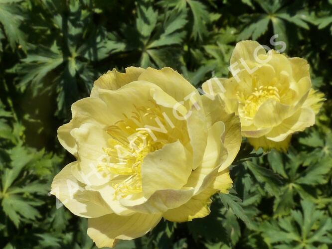 Upolín zahradní 'Alabaster' - Trollius x cultorum 'Alabaster'