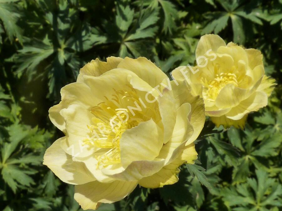 Upolín zahradní 'Alabaster' - Trollius x cultorum 'Alabaster'