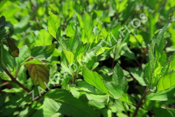 Máta peprná 'Pfefferminze' - Mentha piperita 'Pfefferminze'