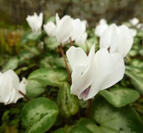 Brambořík břečťanolistý 'Silver Me White' - Cyclamen hederifolium 'Silver Me White'