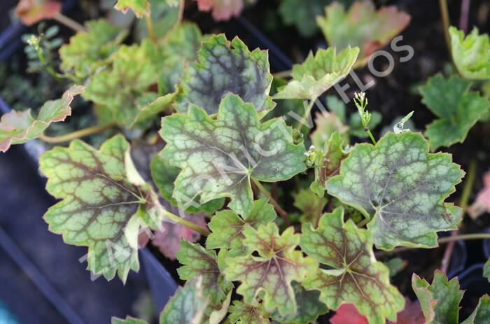 Dlužicha 'Green With Dark Vein' - Heuchera americana 'Green With Dark Vein'