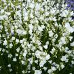 Zvonek broskvolistý 'Alba' - Campanula persicifolia 'Alba'