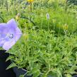 Zvonek karpatský 'Karl Foerster' - Campanula carpatica var. turbinata 'Karl Foerster'