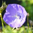 Zvonek karpatský 'Karl Foerster' - Campanula carpatica var. turbinata 'Karl Foerster'