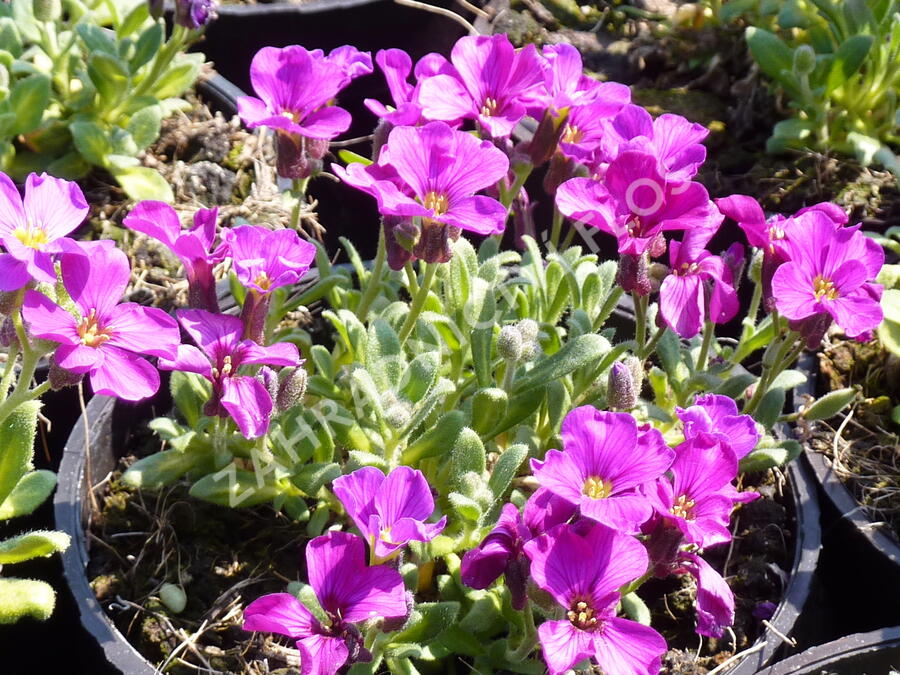 Tařička kosníkovitá 'Royal Red' - Aubrieta deltoides 'Royal Red'