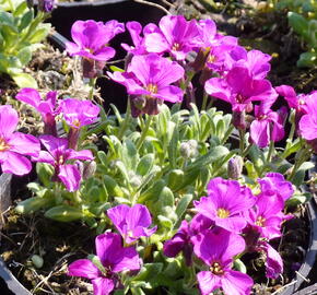 Tařička kosníkovitá 'Royal Red' - Aubrieta deltoides 'Royal Red'