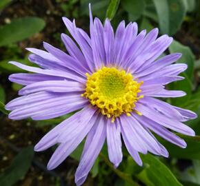 Hvězdnice chlumní 'Grunder' - Aster amellus 'Grunder'