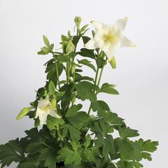 Orlíček 'Origami White' - Aquilegia caerulea 'Origami White'