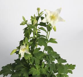 Orlíček 'Origami White' - Aquilegia caerulea 'Origami White'