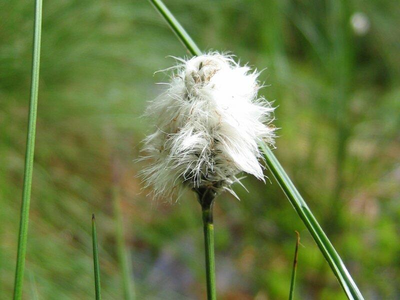 Suchopýr pochvatý - Eriophorum vaginatum