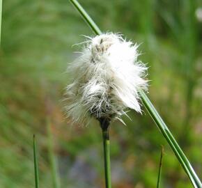 Suchopýr pochvatý - Eriophorum vaginatum