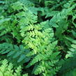 Kapradina Braunova - Polystichum braunii