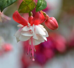 Fuchsie, čílko 'Omar Giant' - Fuchsia hybrida 'Omar Giant'