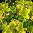 Brslen Fortuneův 'Markie' - Euonymus fortunei 'Markie'