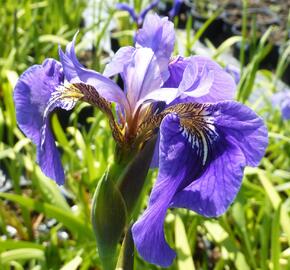 Kosatec (hookeri) - Iris setosa (hookeri)