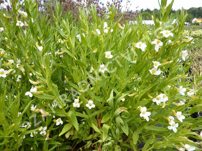 Konitrud lékařský - Gratiola officinalis