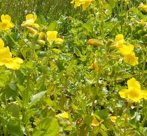 Kejklířka skvrnitá - Mimulus guttatus