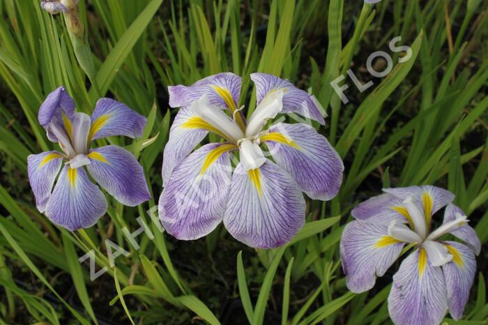 Kosatec mečovitý 'Aquamarin' - Iris ensata 'Aquamarin'