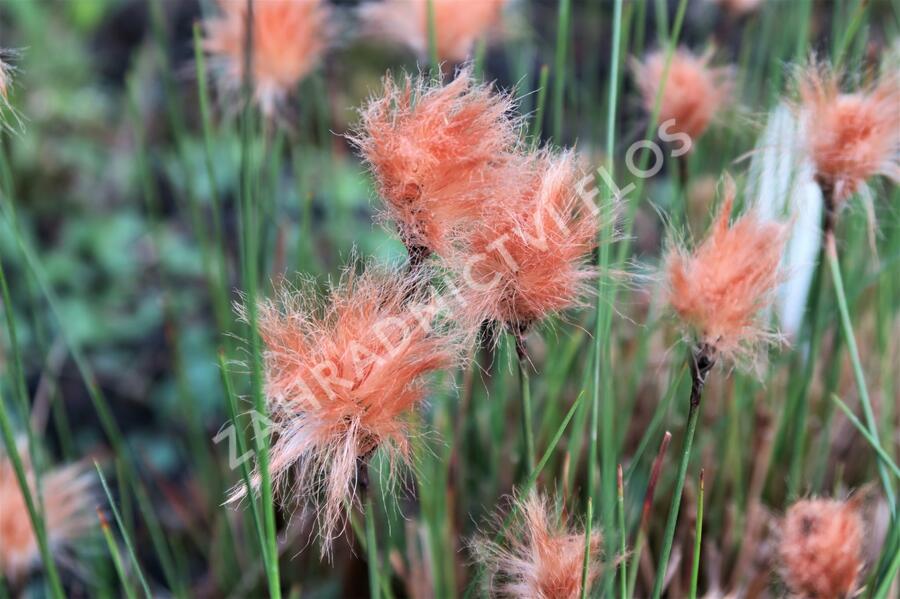 Suchopýr červenavý - Eriophorum russeolum