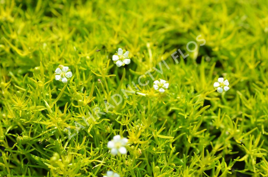 Úrazník 'Aurea' - Sagina subulata 'Aurea'