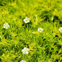 Úrazník 'Aurea' - Sagina subulata 'Aurea'