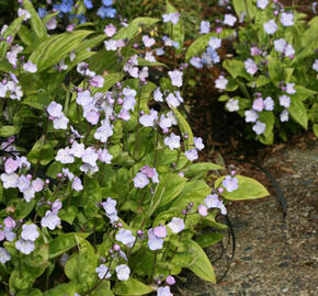 Pupkovec kapadský 'Lilac Mist' - Omphalodes cappadocica 'Lilac Mist'