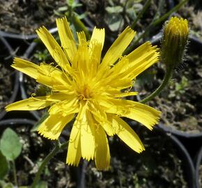 Jestřábník 'Leopard' - Hieracium maculatum 'Leopard'