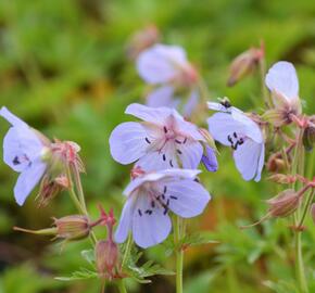 Kakost luční - Geranium pratense