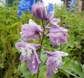 Ostrožka 'Lilac Pink/White Bee' - Delphinium Magic Fountain 'Lilac Pink/White Bee'