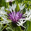 Chrpa horská 'Amethyst in Snow' - Centaurea montana 'Amethyst in Snow'