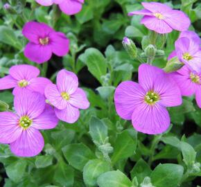 Tařička kosníkovitá 'Axcent Lilac' - Aubrieta deltoides 'Axcent Lilac'