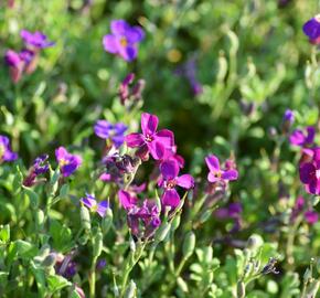 Tařička kosníkovitá 'Audrey Red Purple' - Aubrieta deltoides 'Audrey Red Purple'