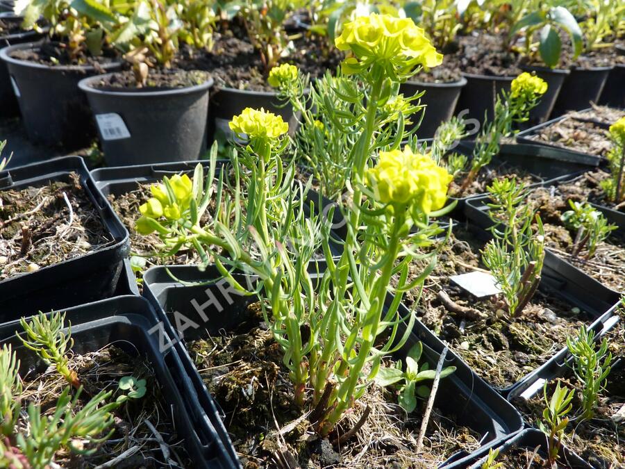 Pryšec chvojka 'Betten' - Euphorbia cyparissias 'Betten'