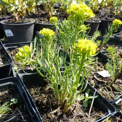 Pryšec chvojka 'Betten' - Euphorbia cyparissias 'Betten'