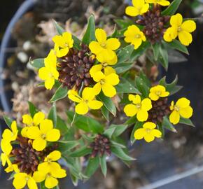 Trýzel 'Goldstaub' - Erysimum suffruticosum 'Goldstaub'