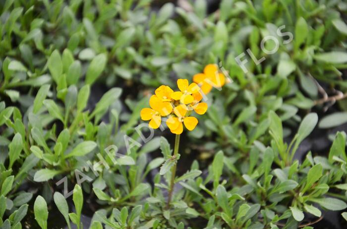 Trýzel 'Orange Flame' - Erysimum linifolium 'Orange Flame'