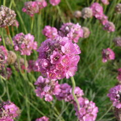 Trávnička přímořská 'Leuchtendrosa' - Armeria maritima 'Leuchtendrosa'