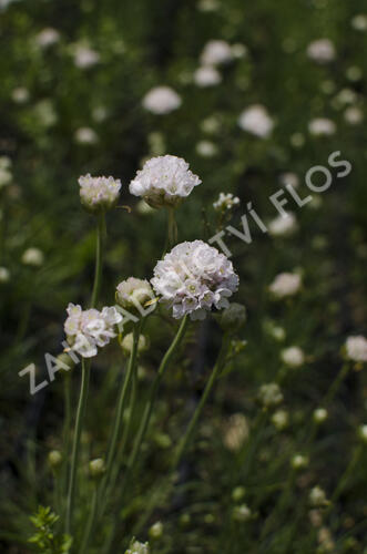 Trávnička přímořská 'Alba' - Armeria maritima 'Alba'