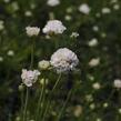 Trávnička přímořská 'Alba' - Armeria maritima 'Alba'