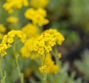 Tařice skalní 'Summit Golden Yellow' - Alyssum saxatile 'Summit Golden Yellow'