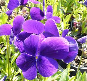 Violka růžkatá 'Hansa' - Viola cornuta 'Hansa'