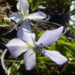 Violka růžkatá 'Boughton Blue' - Viola cornuta 'Boughton Blue'