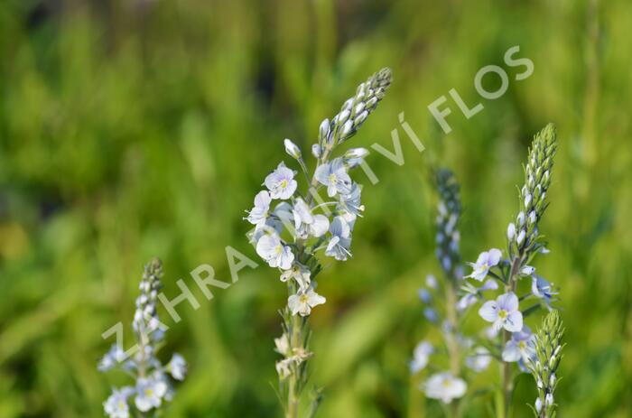 Rozrazil hořcovitý 'Light Blue' - Veronica gentianoides 'Light Blue'