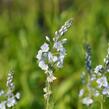 Rozrazil hořcovitý 'Light Blue' - Veronica gentianoides 'Light Blue'